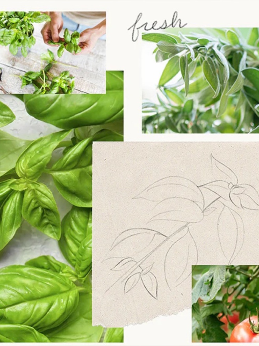 Fresh Cut Basil Pura® Diffuser Refill 2-Pack Bundle - Picture 5 of 5